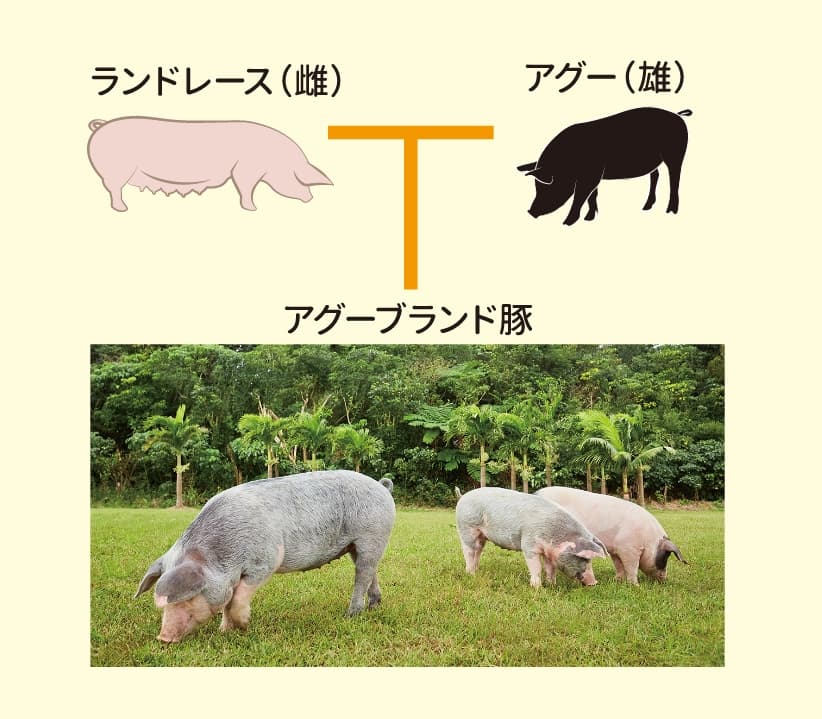 沖縄北斗のアグー豚